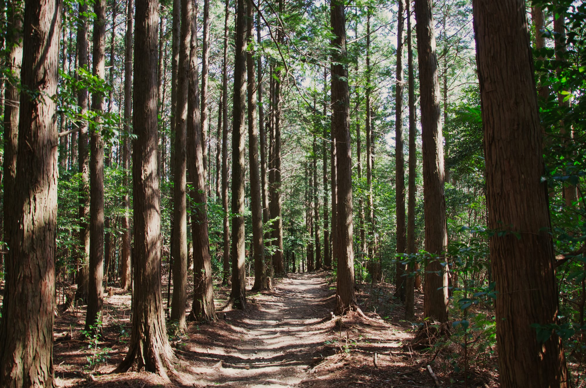 TROIS JOURS DE RANDONNÉE SUR LES CHEMINS DE PÉLERINAGE DU KUMANO KODO