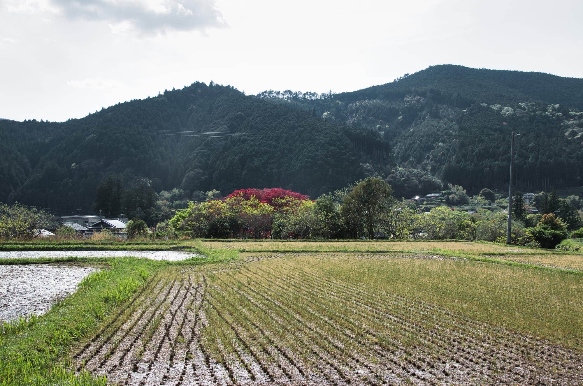 TROIS JOURS DE RANDONNÉE SUR LES CHEMINS DE PÉLERINAGE DU KUMANO KODO