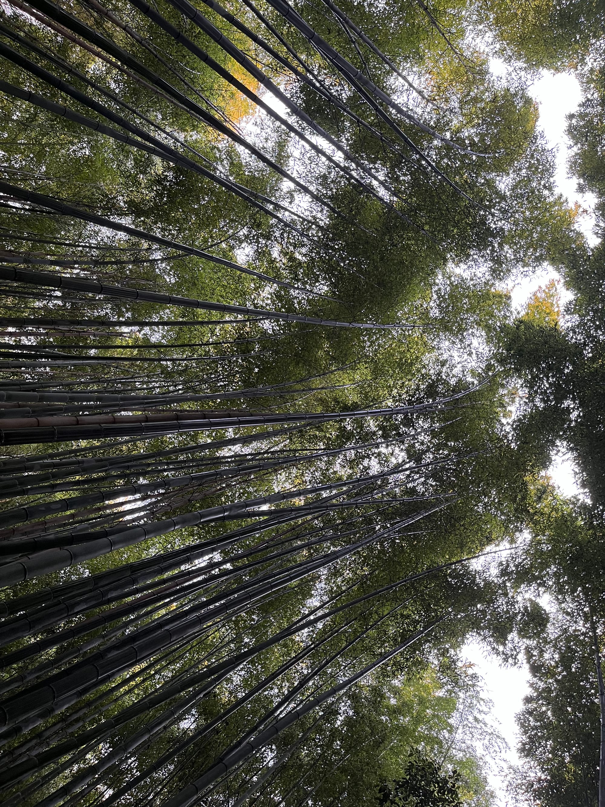 Des hauts et des bas à Arashiyama