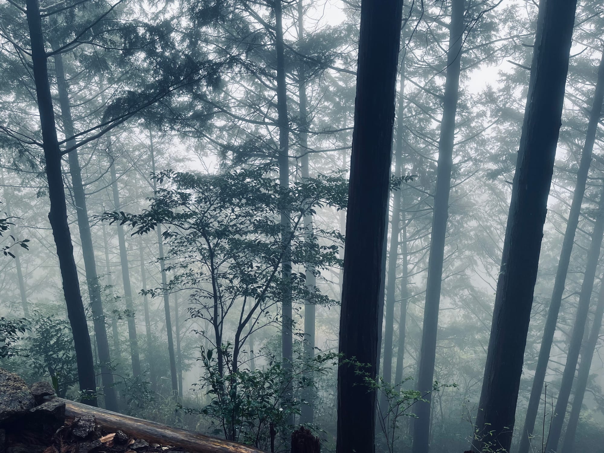 TROIS JOURS DE RANDONNÉE SUR LES CHEMINS DE PÉLERINAGE DU KUMANO KODO